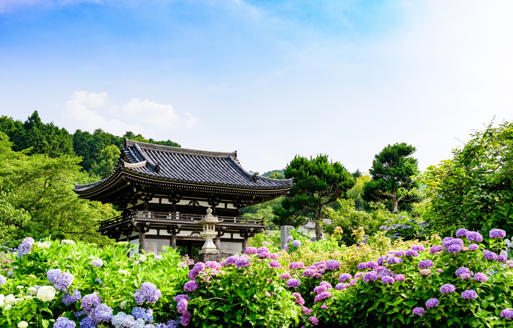 Top 10 Hydrangea Flower Spots in Kyoto