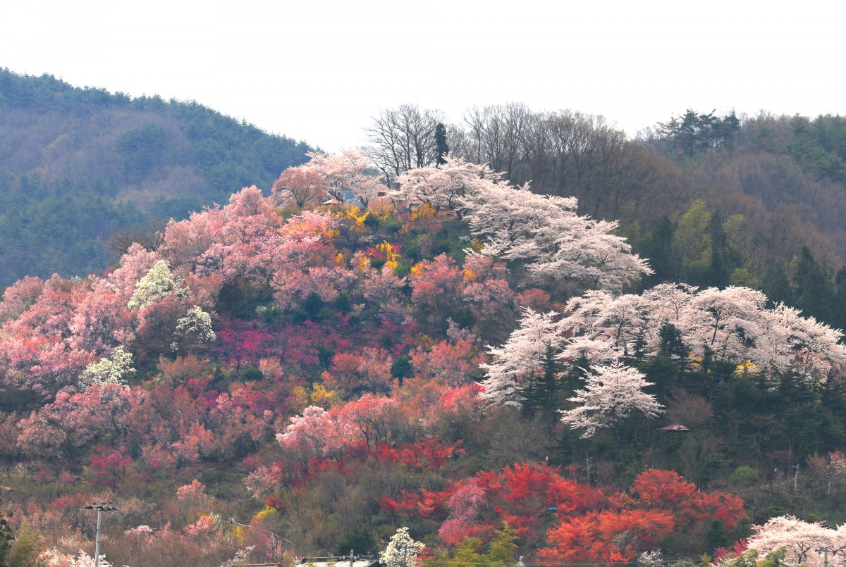 10. สวนฮานามิยาม่า (Hanamiyama)