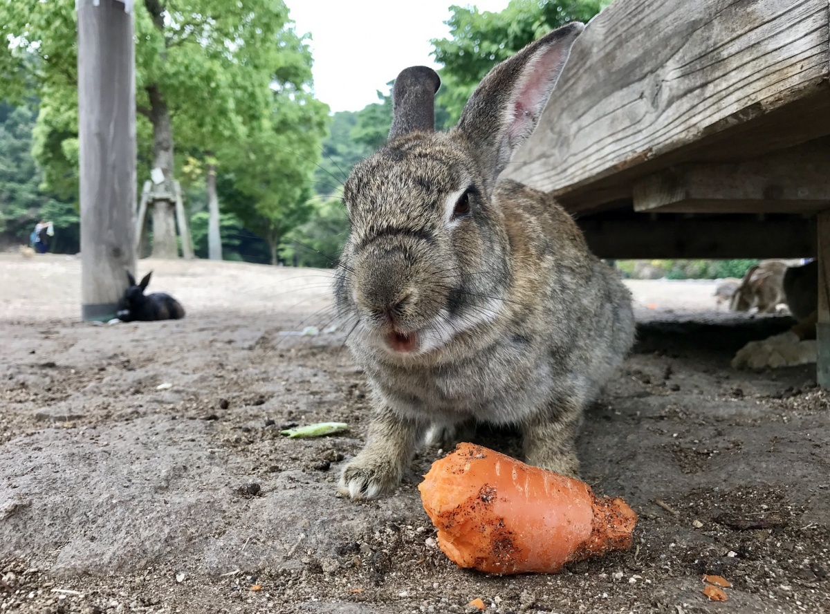 Experience Cuteness Overload on Okunoshima