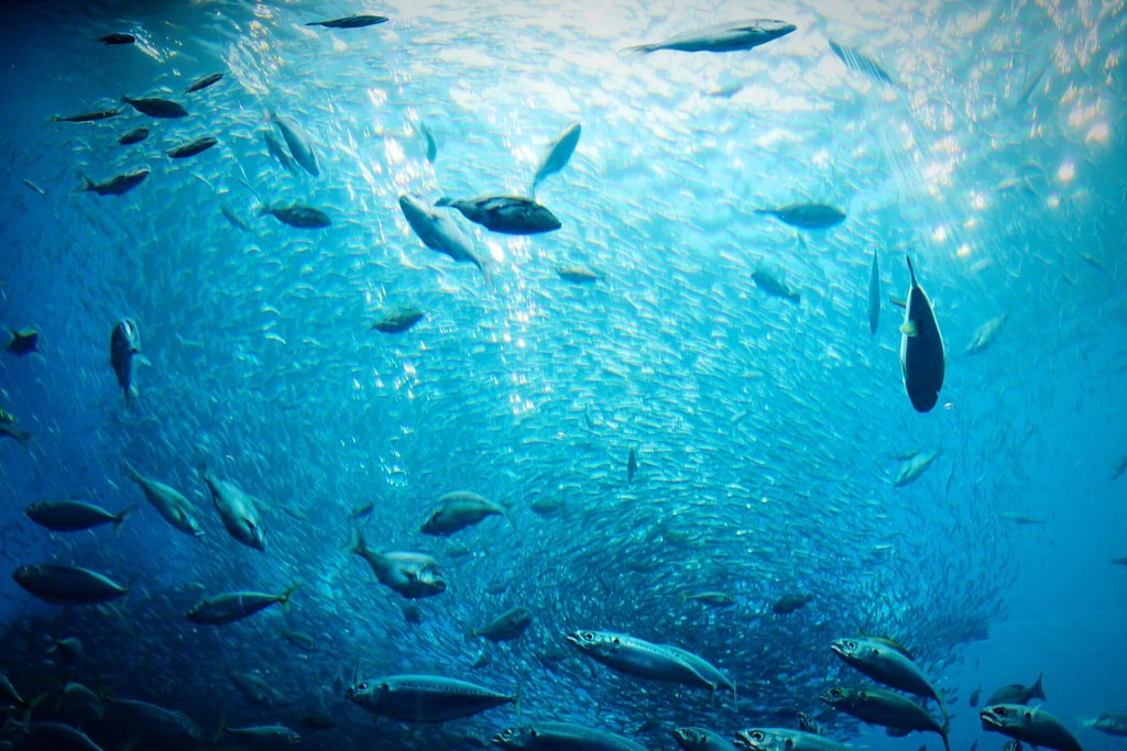 เซนได อุมิโนะโมริอควอเรี่ยม (Sendai Umino-mori Aquarium)