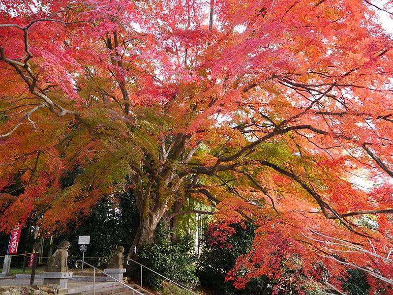 ศาลเจ้าคาโมะ (Kamo Shrine)