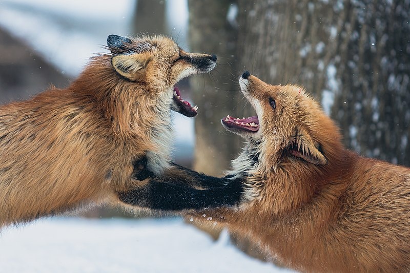 หมู่บ้านสุนัขจิ้งจอก (Zao Fox Village)