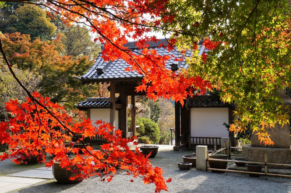 鎌倉地區屈指可數的賞楓景點「覺園寺」