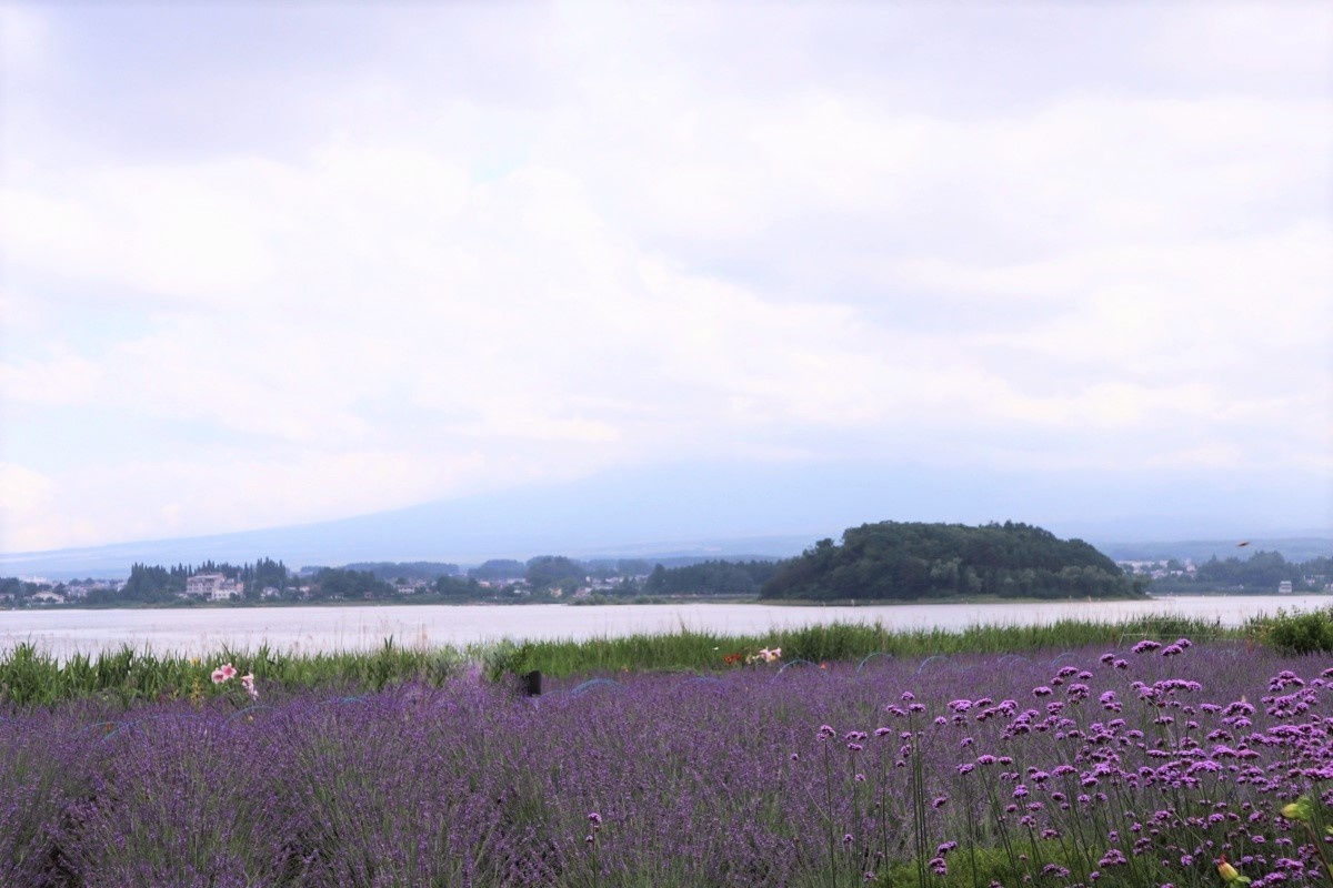 沿著河口湖畔漫步到大石公園望山看湖兼賞花