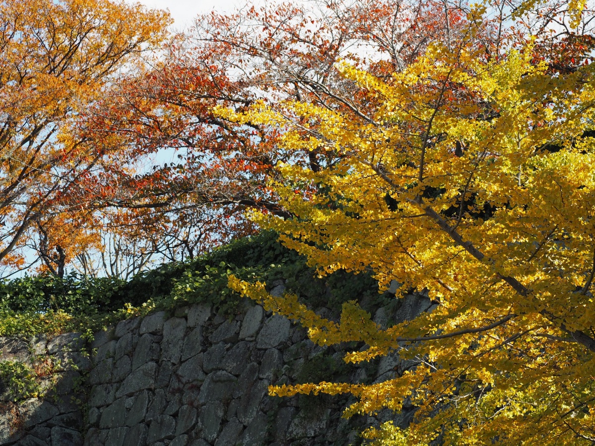 4. สวนไมซุรุ จังหวัดฟุกุโอกะ (Maizuru Park, Fukuoka)