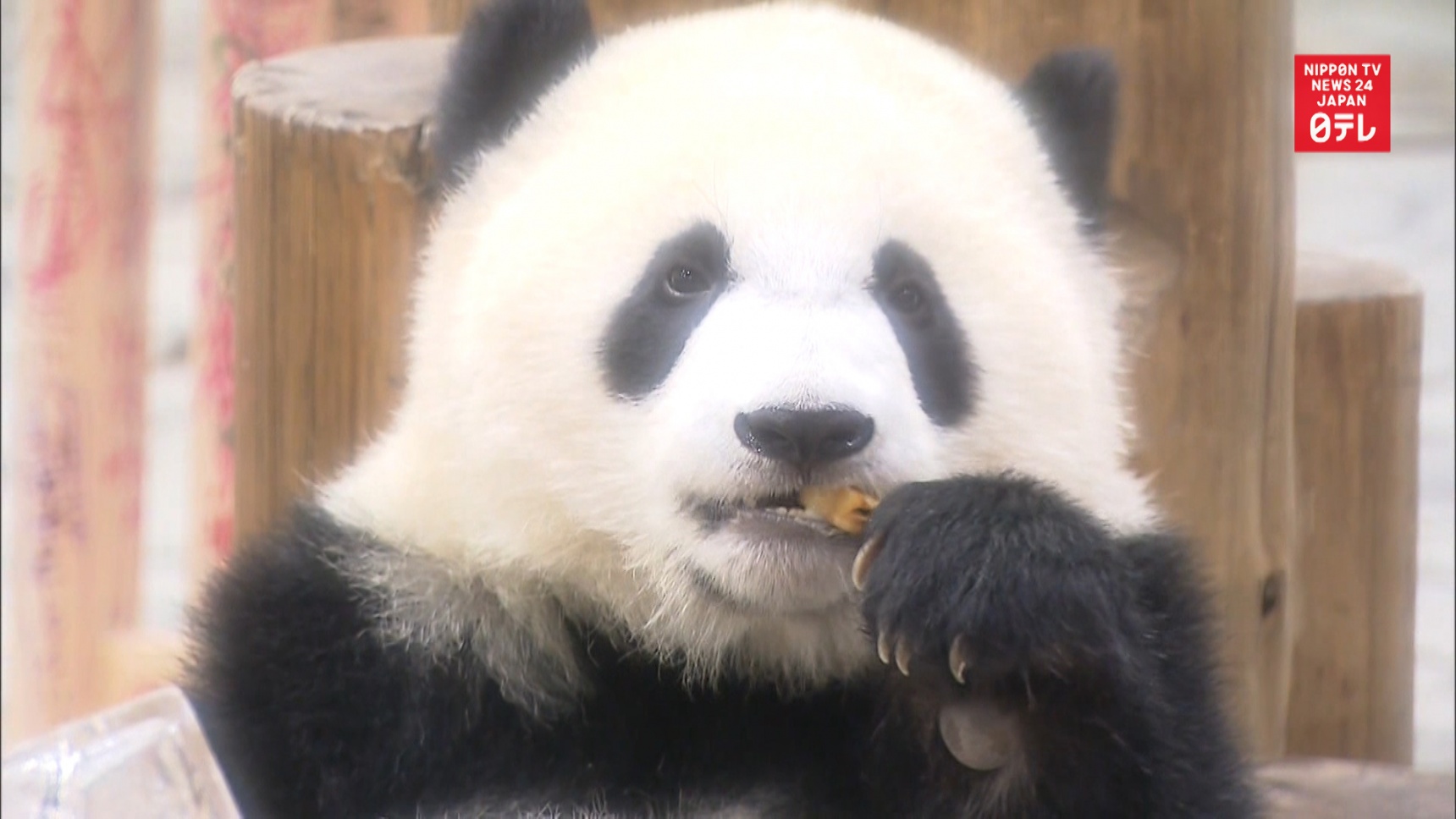 Giant Panda Saihin Celebrates First Birthday