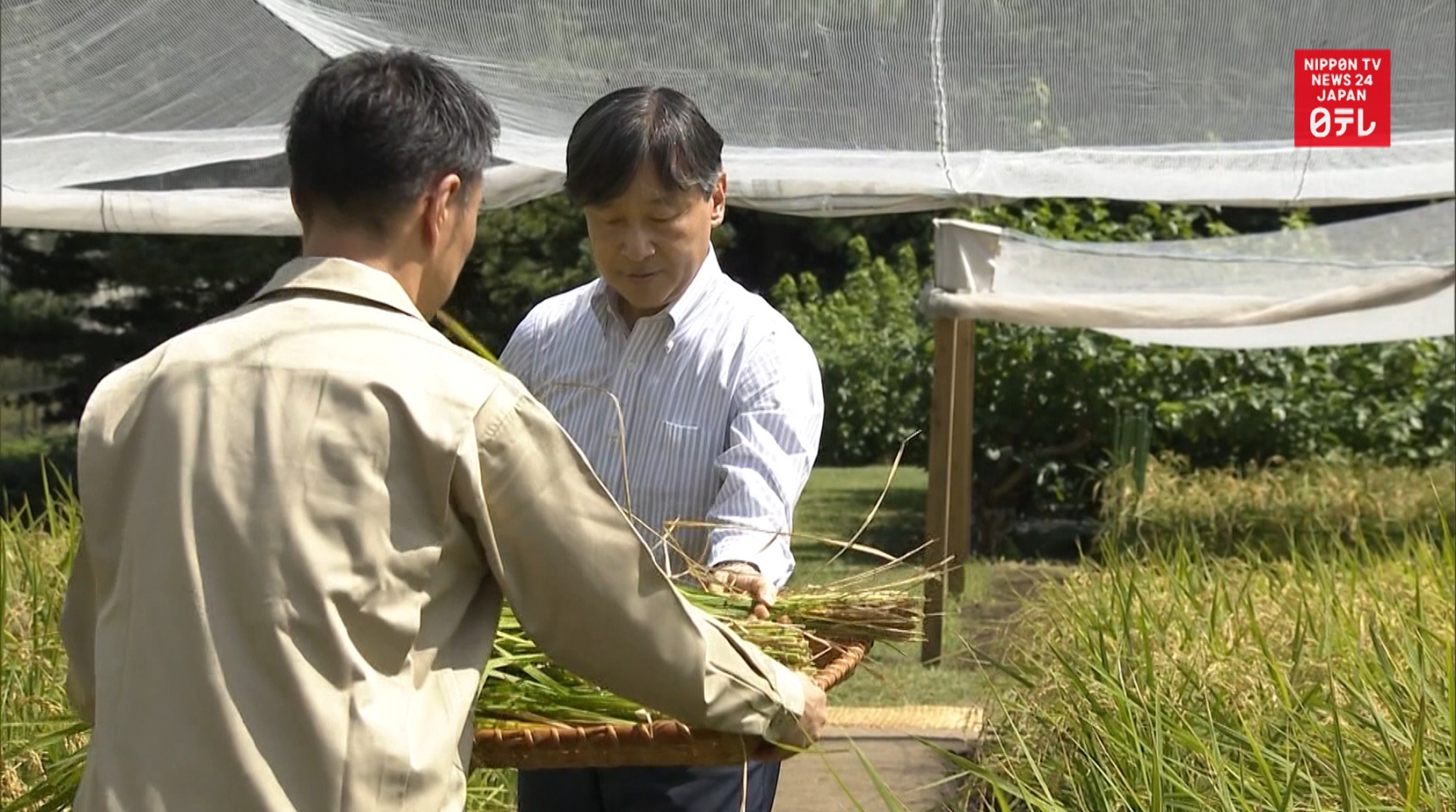 Emperor Naruhito Harvests First Rice