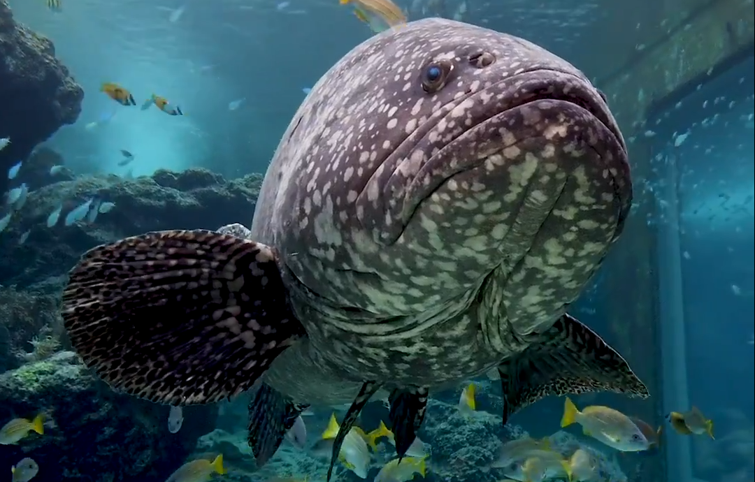 Visit One of the World's Biggest Aquariums