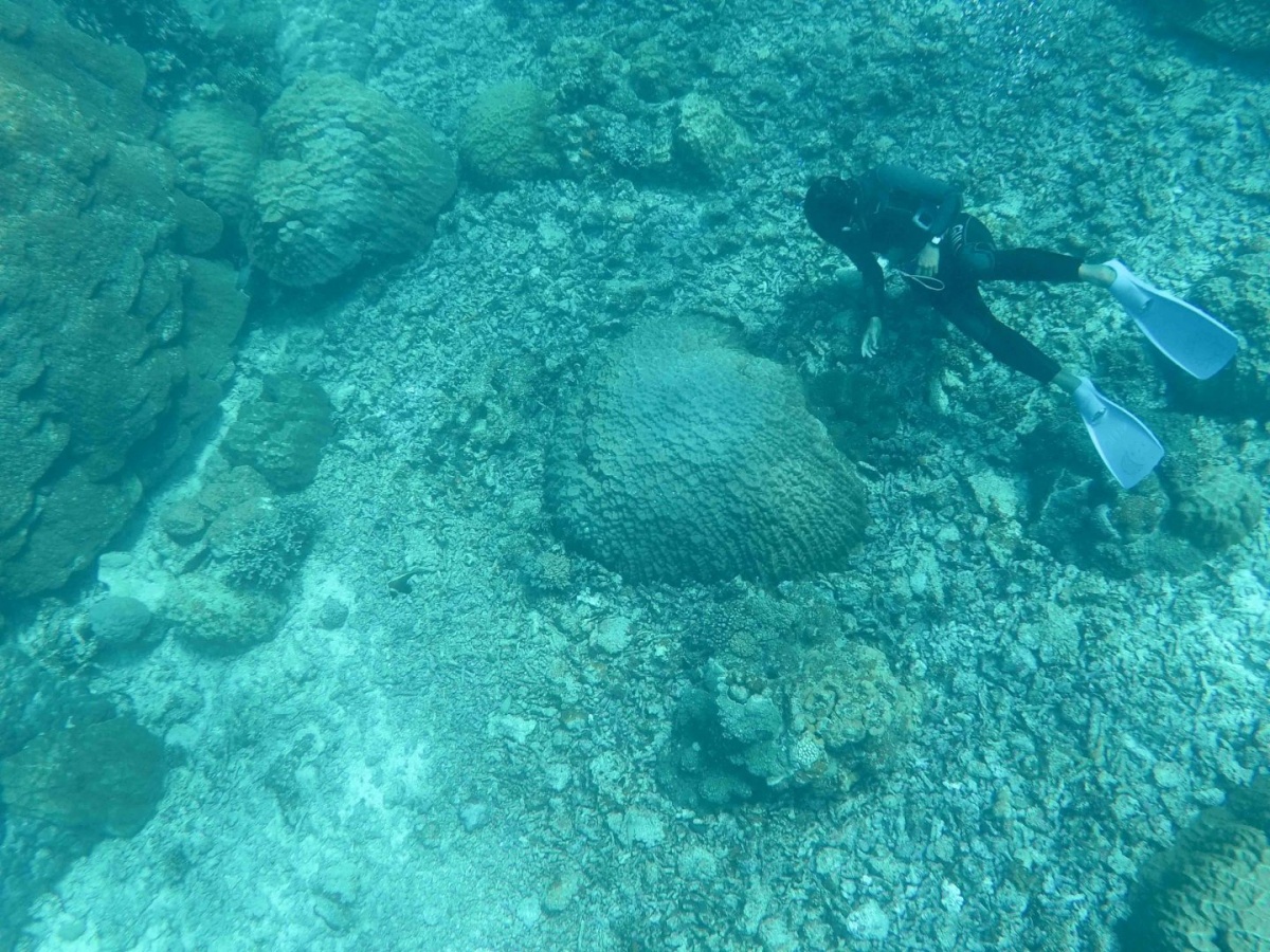 Snorkelling & Diving