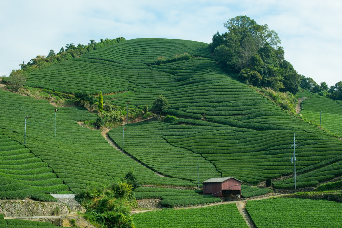 7. ไร่ชาวาซุกะ (Wazuka Tea Farm)