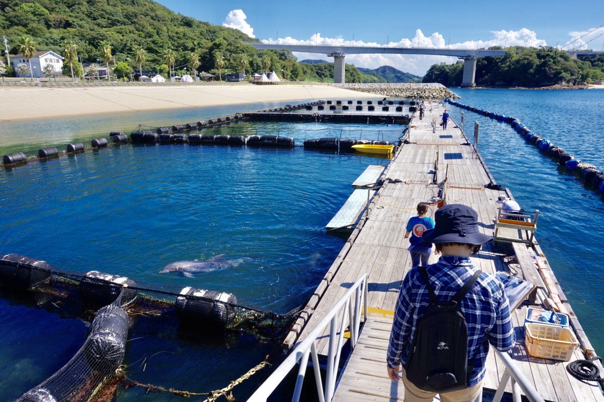 轉戰伯方島，到「Dolphin Farm Shimanami」親親小海豚