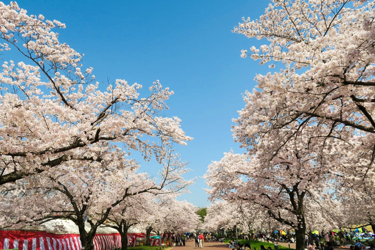 สวนอนุสรณ์บัมปาคุ (Expo’70 Commemorative Park)