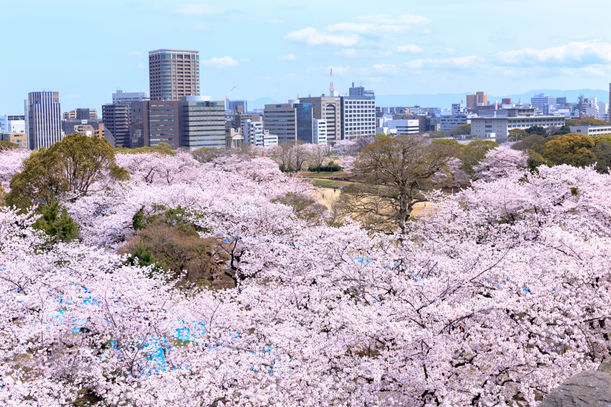 1 สวนไมซุรุ (Maizuru Park)