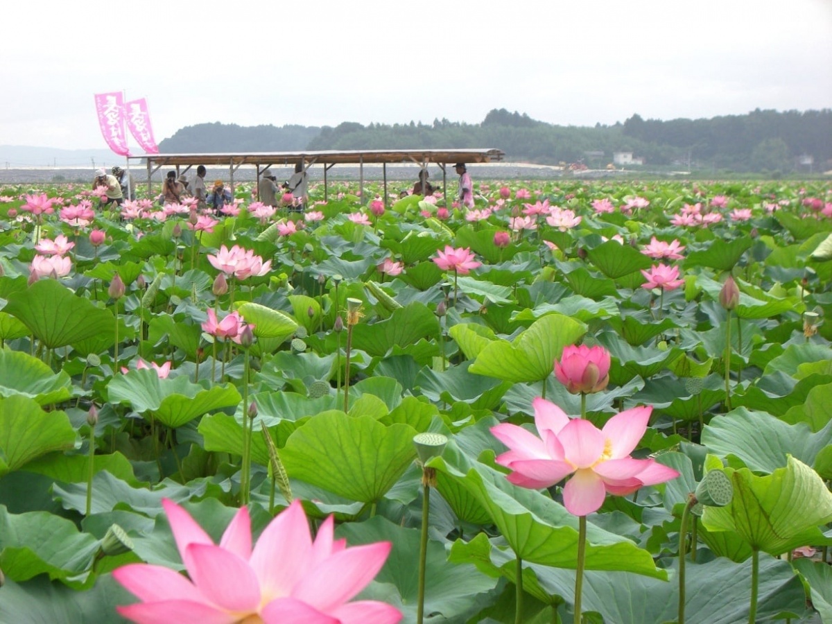 8 เทศกาลชมดอกบัวเมืองโทเม จังหวัดมิยางิ (Lotus Festival at Tome City, Miyagi)
