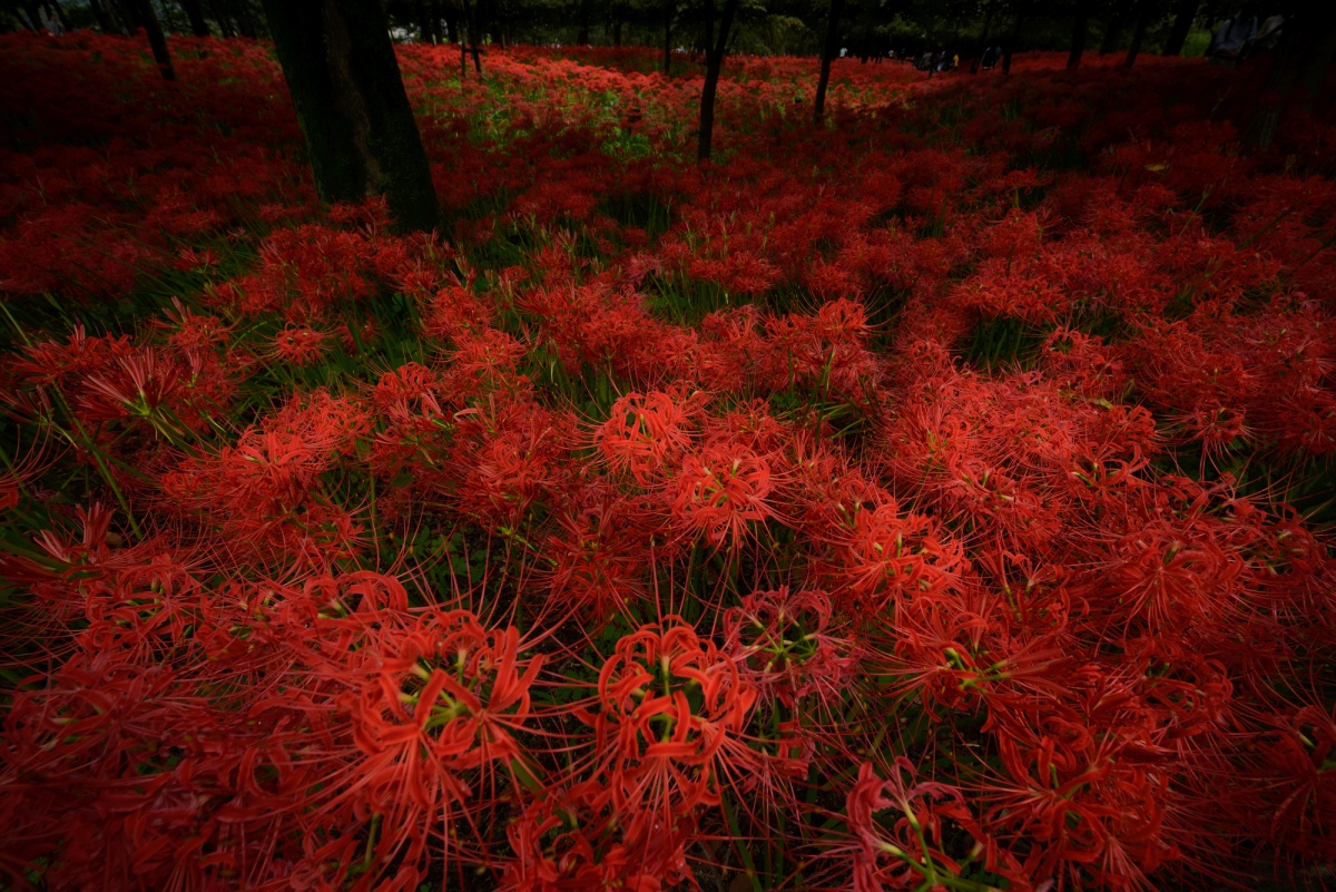 18 ทุ่งดอกมันจุชาเงะ (หรือดอกฮิกังบานะ) เมืองฮิดากะ จังหวัดไซตามะ (Red Spider Lily at Hidaka, Saitama)