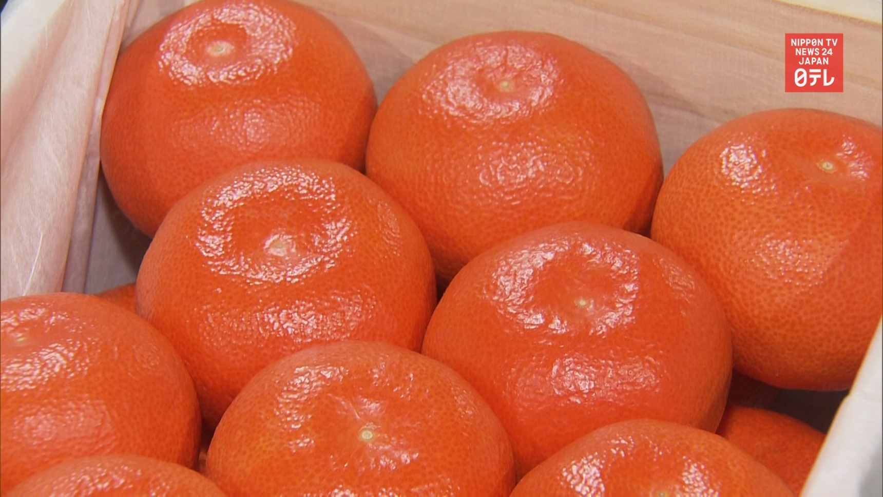 Mandarin Oranges Fetch Record High Price
