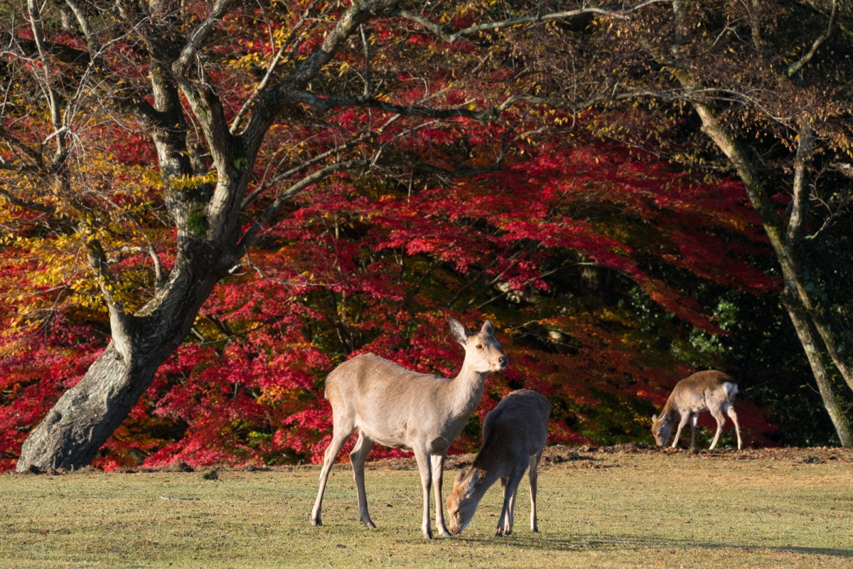 6. สวนนารา (Nara Park)