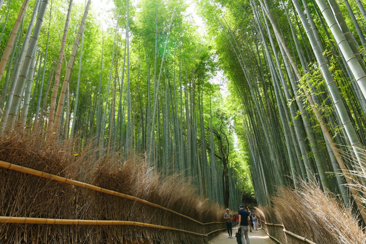 8. ป่าไผ่อาราชิยาม่า (Arashiyama Bamboo Grove)
