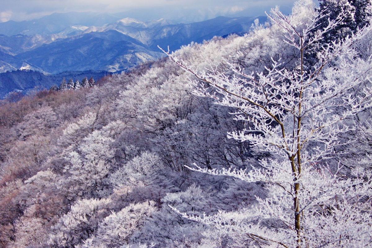 1. โคยะซัง จังหวัดวากายามะ (Mt.Koya, Wakayama)