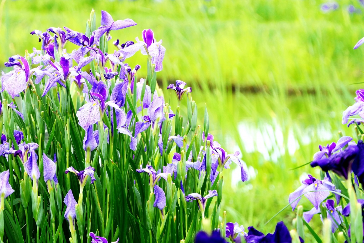 一葉扁舟賞菖蒲「水鄉佐原菖蒲公園」