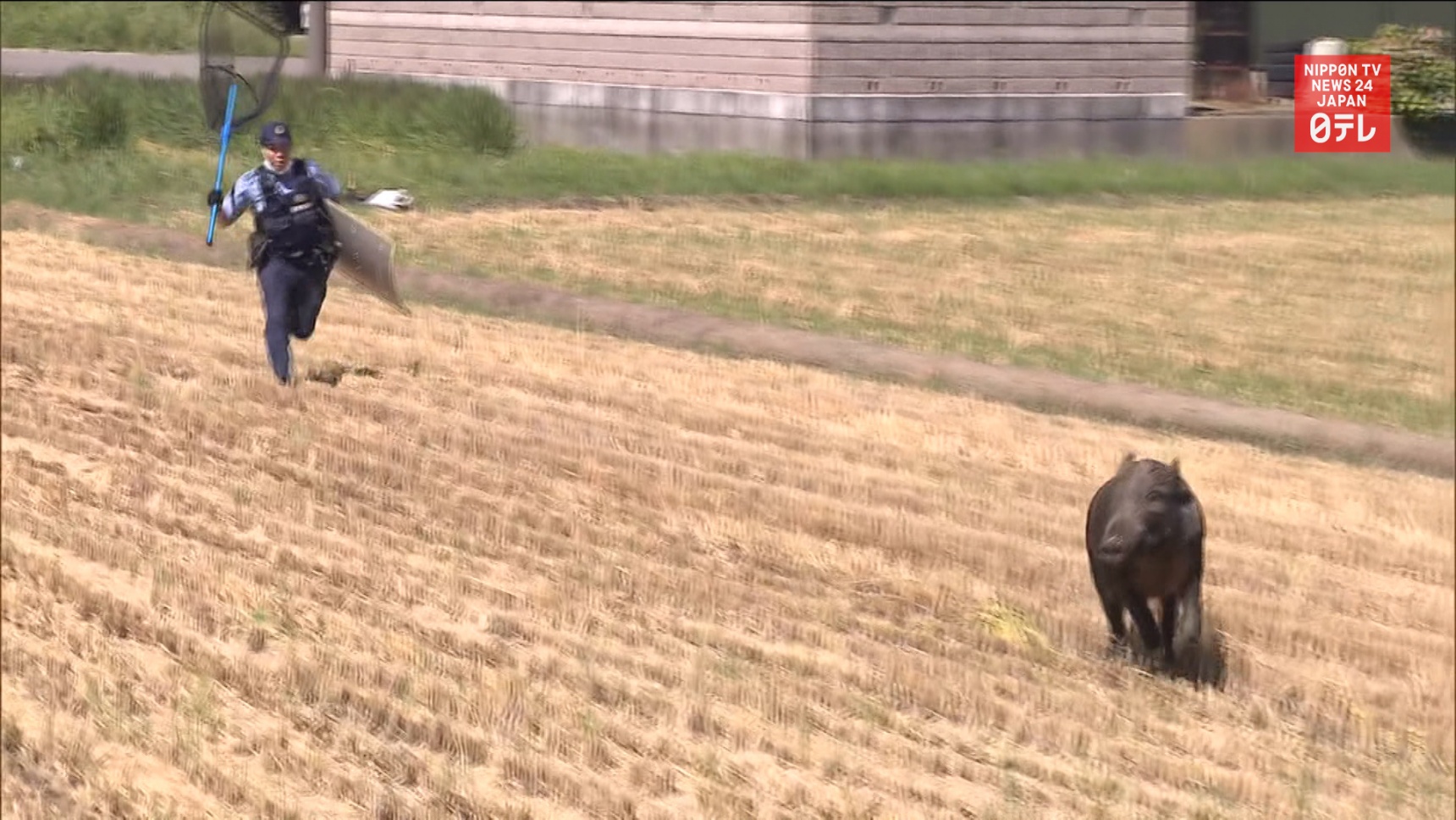 The 5-Hour Wild Boar Chase in Niigata