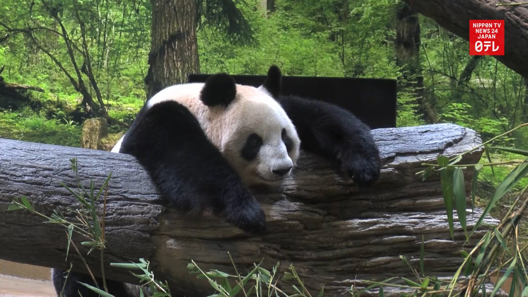 Ueno Zoo Opens New Panda Habitat