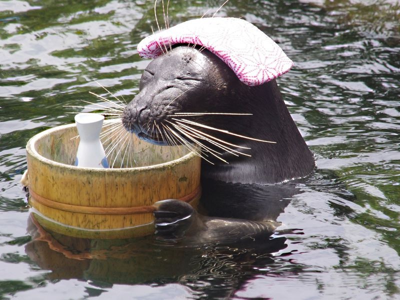 12. Meet Billy the seal at Hakone Aquarium!