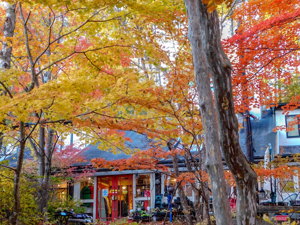 色彩繽紛的八岳俱樂部紅葉步道