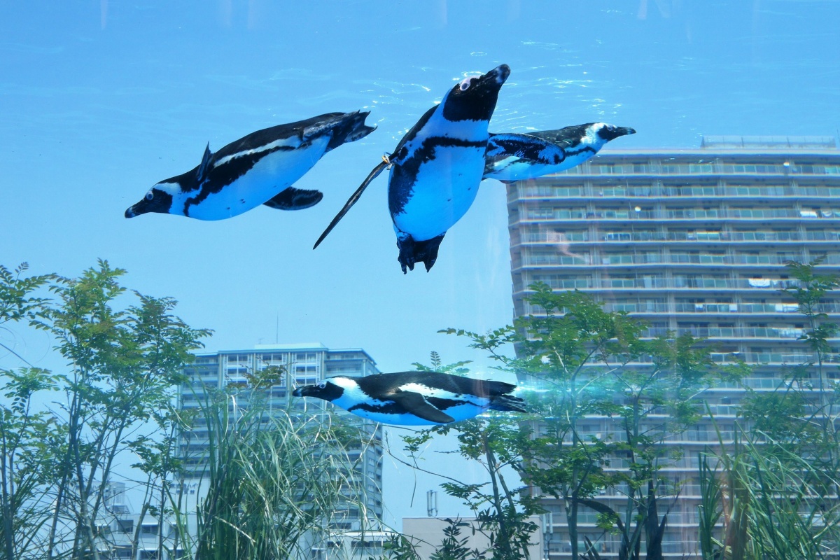 8. ชมความอลังการของโลกใต้น้ำที่พิพิธภัณฑ์สัตว์น้ำซันไชน์ (Ikebukuro Sunshine)