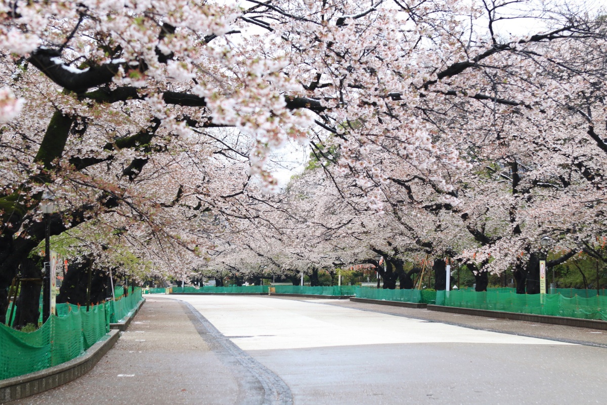 10. ชมดอกซากุระที่สวนสาธารณะอุเอโนะ (Sakura at Ueno Park)