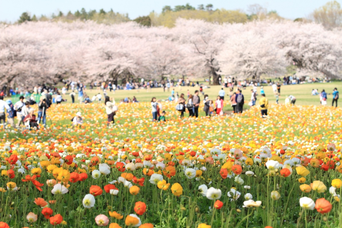 3. ชมดอกซากุระที่สวนโชวะคิเน็น โตเกียว (Showa Kinen Park, Tokyo)