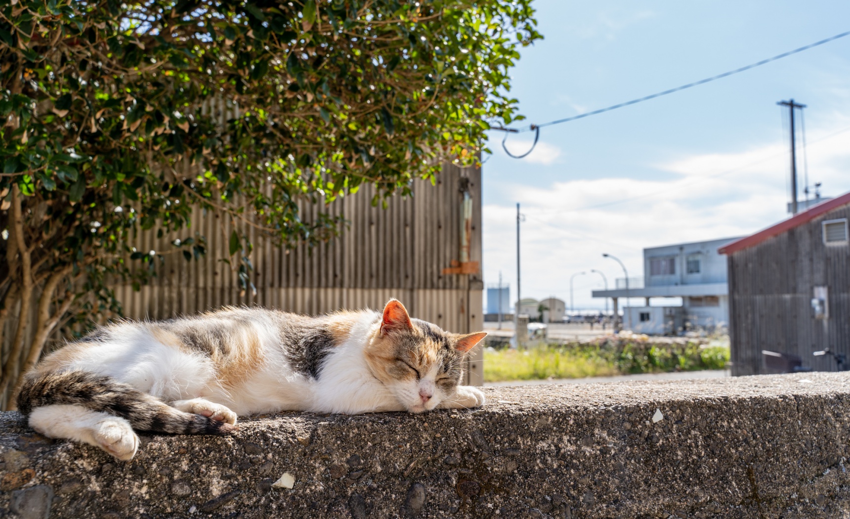 日本深度游：绝不能错过的治愈心灵之旅！日本猫岛你知道几个？