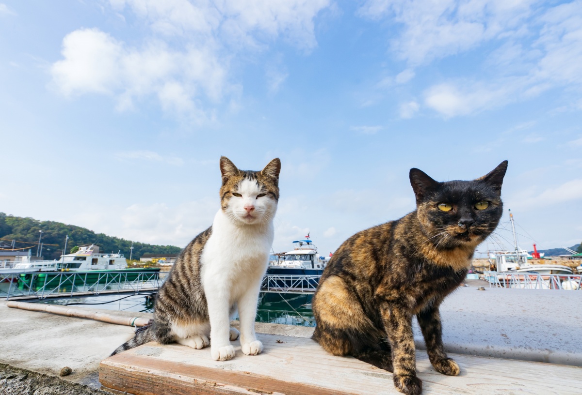 瀨戶內海的貓島「真鍋島」