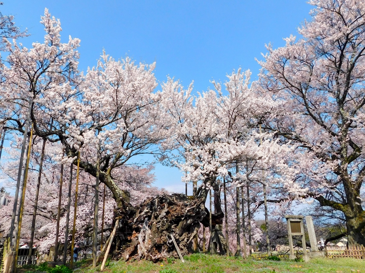 日本最古老、最巨大的櫻花樹「山高神代櫻」