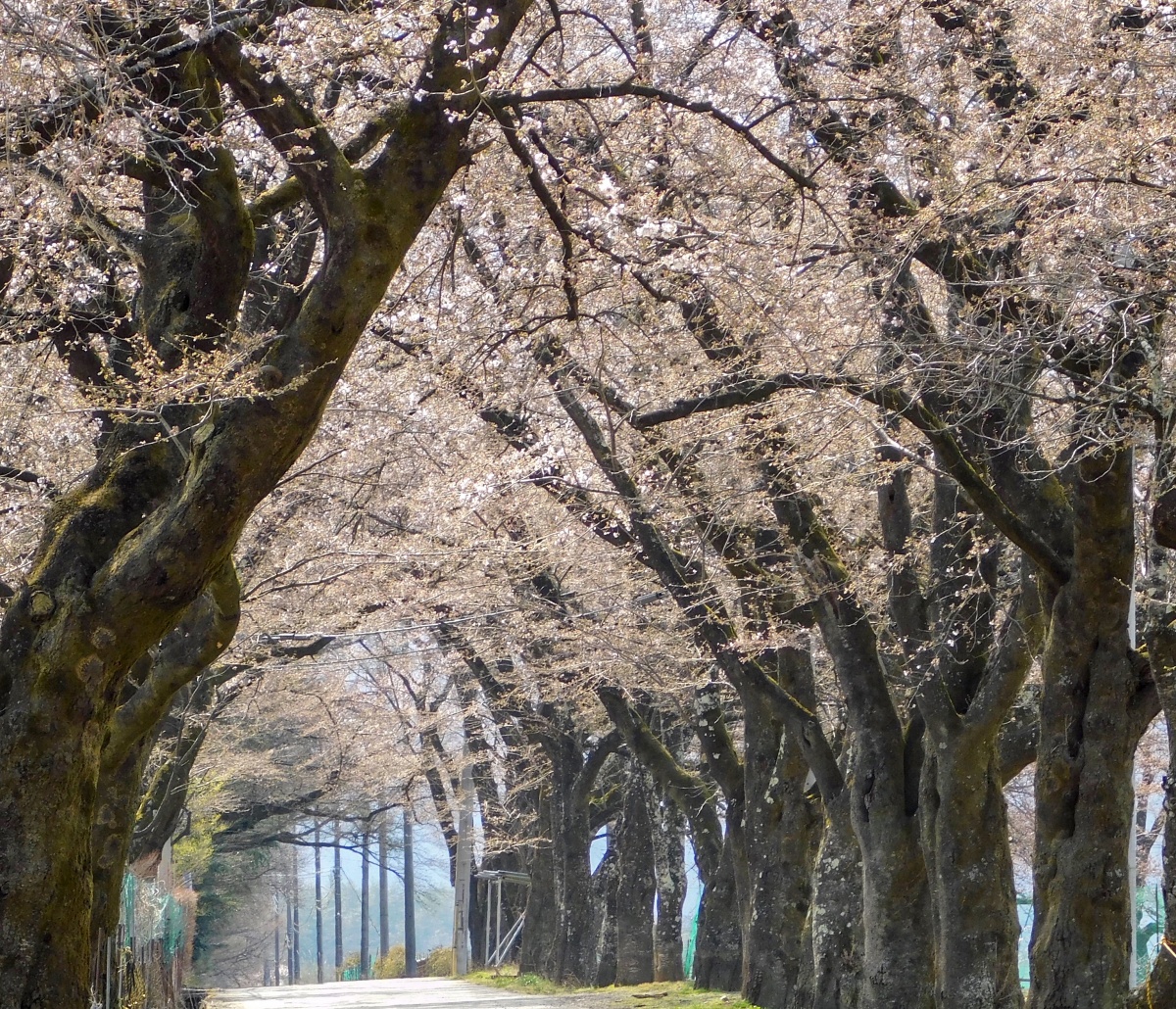 美麗、浪漫的粉紅色櫻花隧道「真原櫻花道」