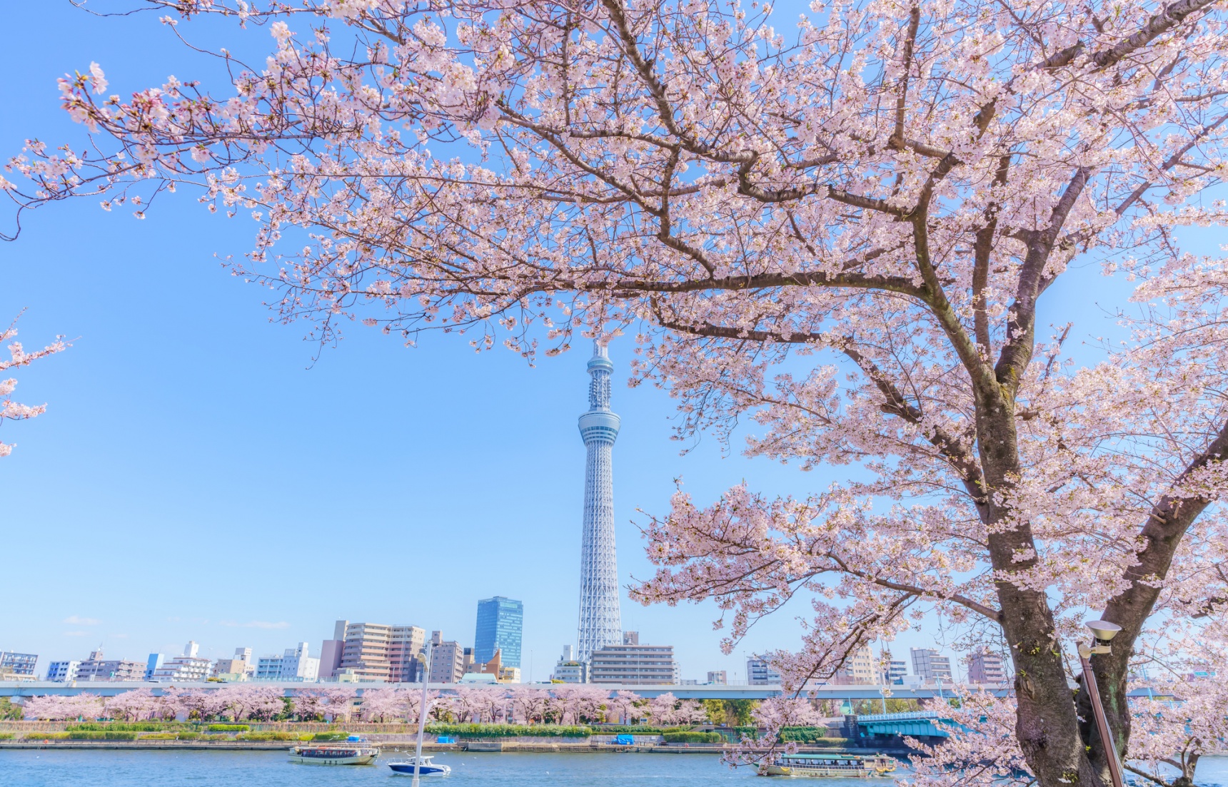 日本自由行：春天的极致浪漫——东京赏樱最强攻略！