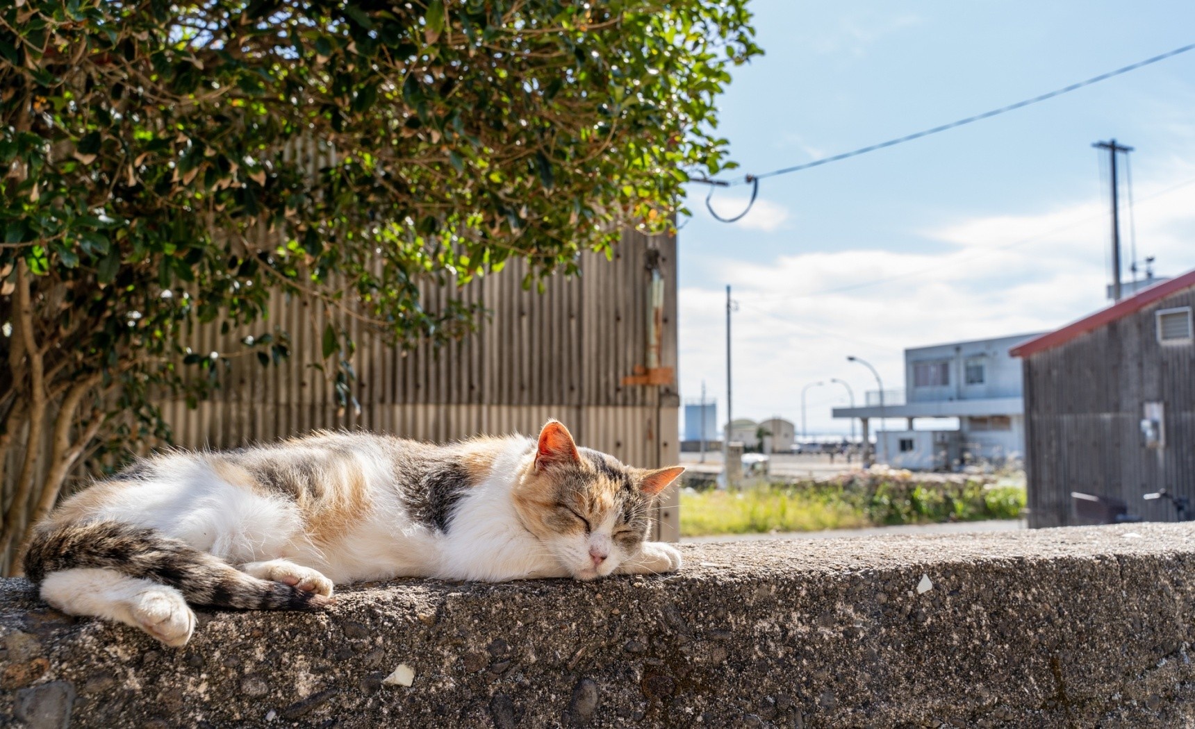 日本貓島你知道幾個？絕不能錯過的療癒心靈之旅！