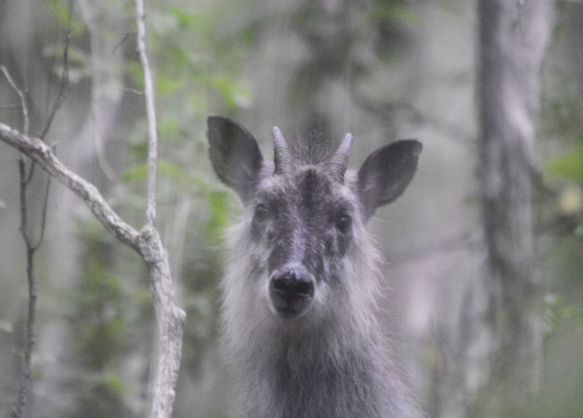 1. Serow　（カモシカ "Kamoshika"）