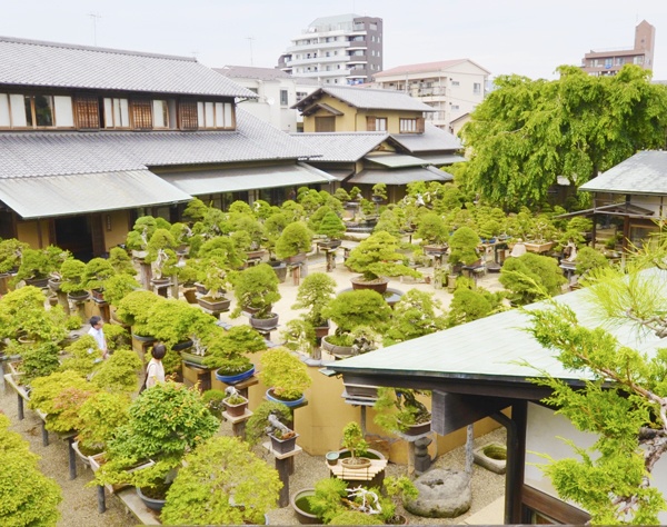 3. พิพิธภัณฑ์บอนไซชุนคะเอ็น โตเกียว (Shunkaen Bonsai Museum, Tokyo)