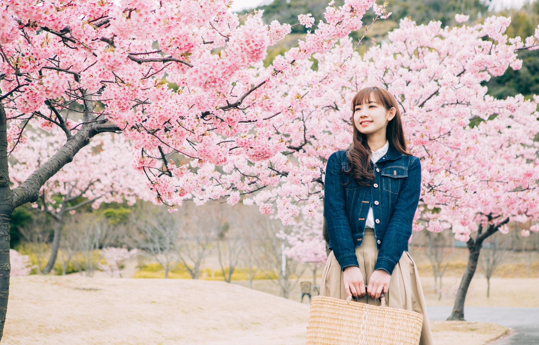 深度日本：梅花才是赏花圈C位？“花见”与樱花上位的秘密
