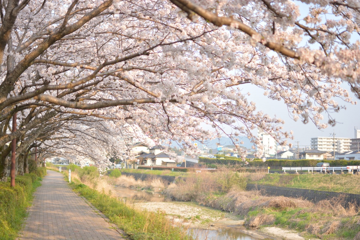 5. เมืองดาไซฟุ จังหวัดฟุคุโอกะ (Dazaifu City, Fukuoka)