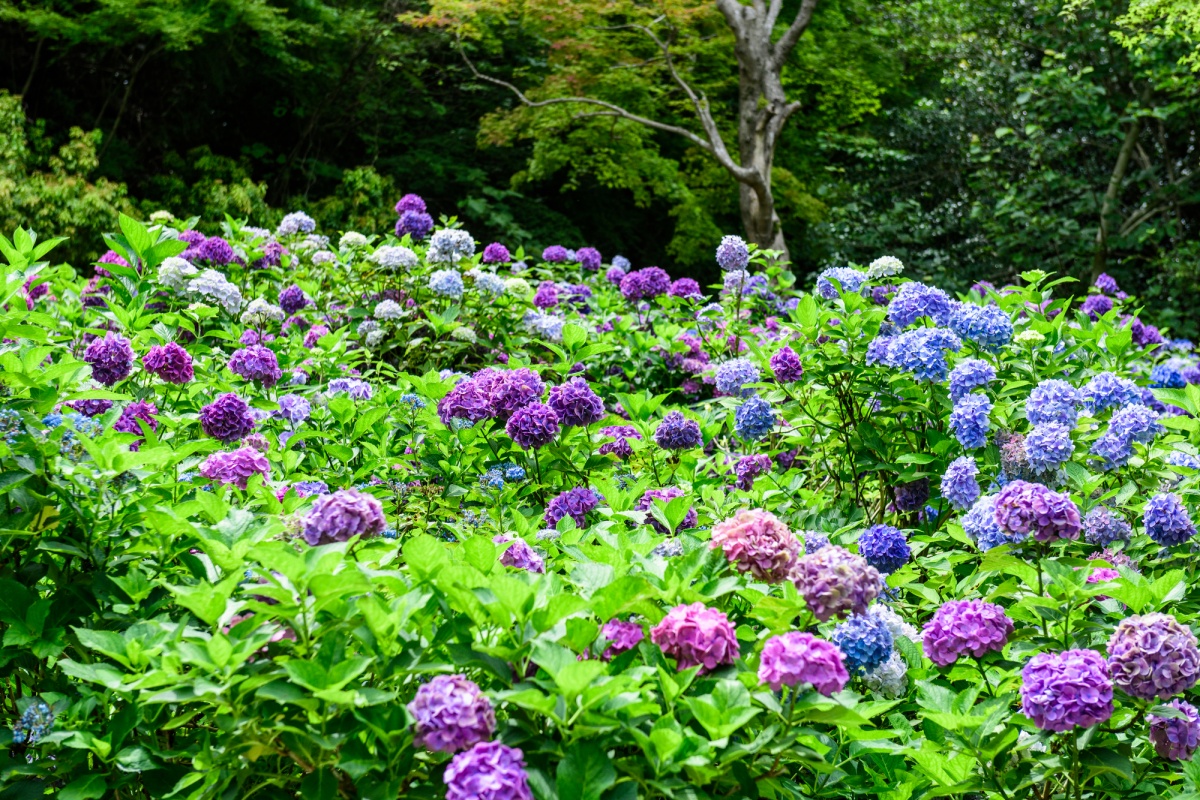 4. ชมดอกอะจิไซและสัมผัสธรรมชาติอันอุดมสมบูรณ์ ที่สวนรุกขชาติเทศบาลโกเบ จ.เฮียวโงะ (Kobe Municipal Arboretum, Hyogo)