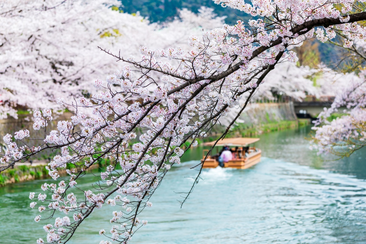 เที่ยวคลองโอกาซากิ (Okazaki Canal) ชมซากุระ