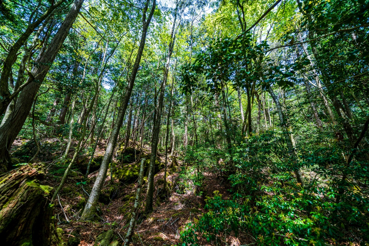 2.  ป่าอาโอกิงาฮาระ จ.ยามานาชิ (Aokigahara, Yamanashi)