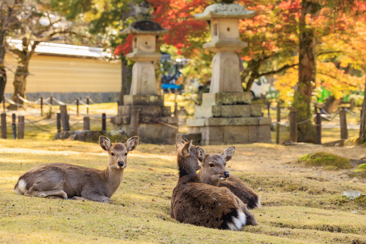 2. สวนนารา (Nara Park) จังหวัดนารา (Nara)