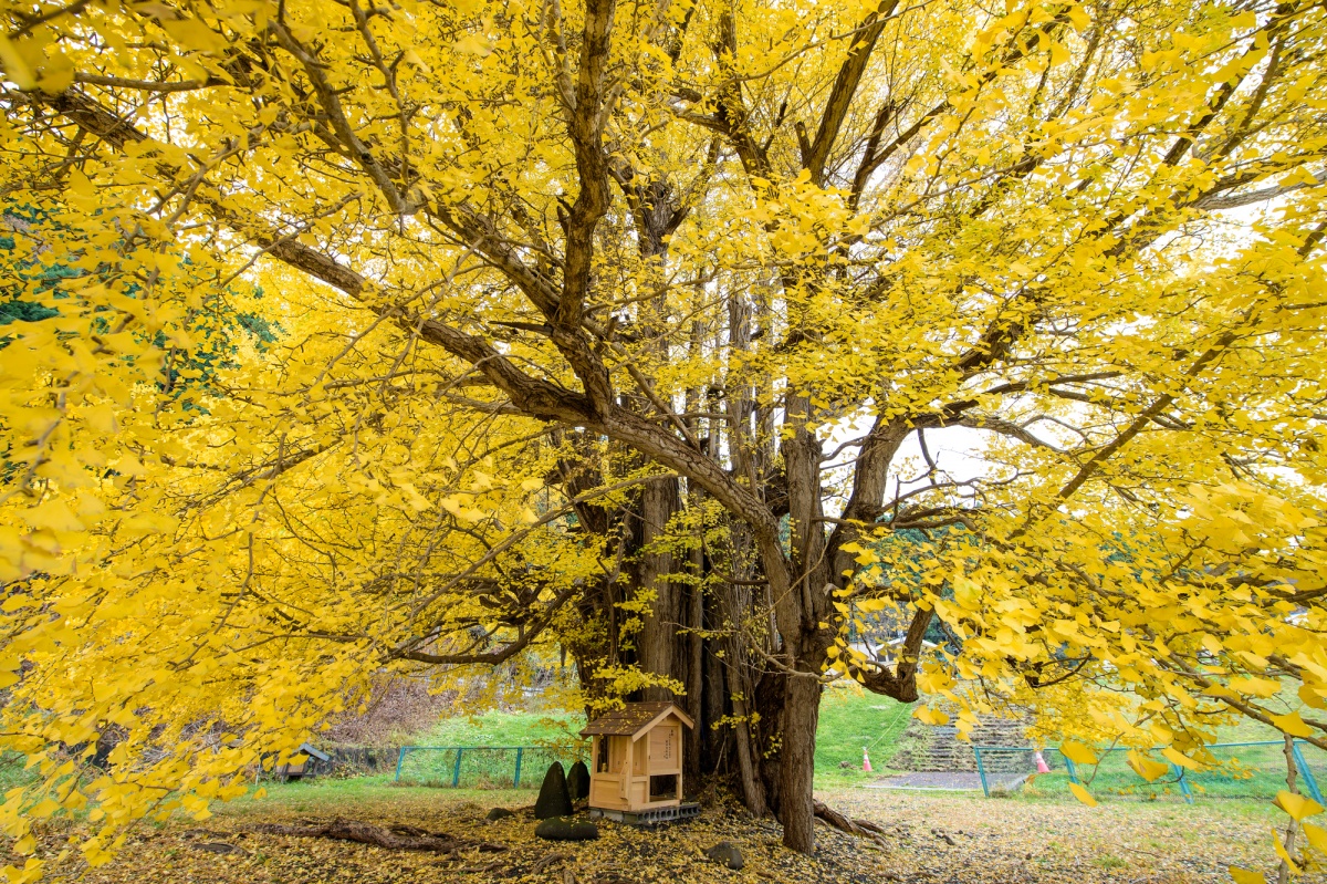 5. เมืองฟุกะอุระ (Fukaura) จังหวัดอาโอโมริ (Aomori)