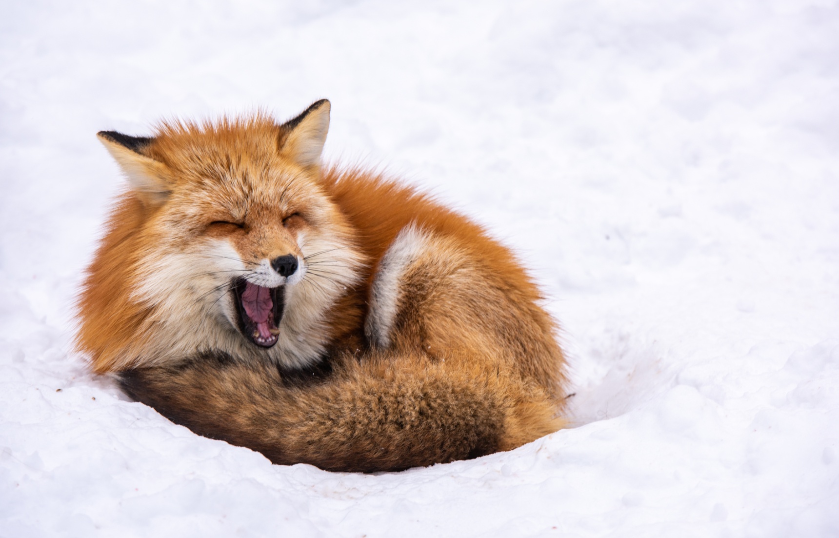 日本自由行：冬日里的浪漫邂逅——集合啦，东北的小狐狸们！（藏王狐狸村攻略）