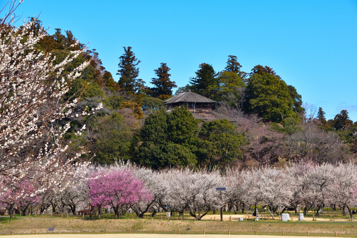 1. สวนไคระคุเอน (Kairakuen Garden) จังหวัดอิบารากิ (Ibaraki)