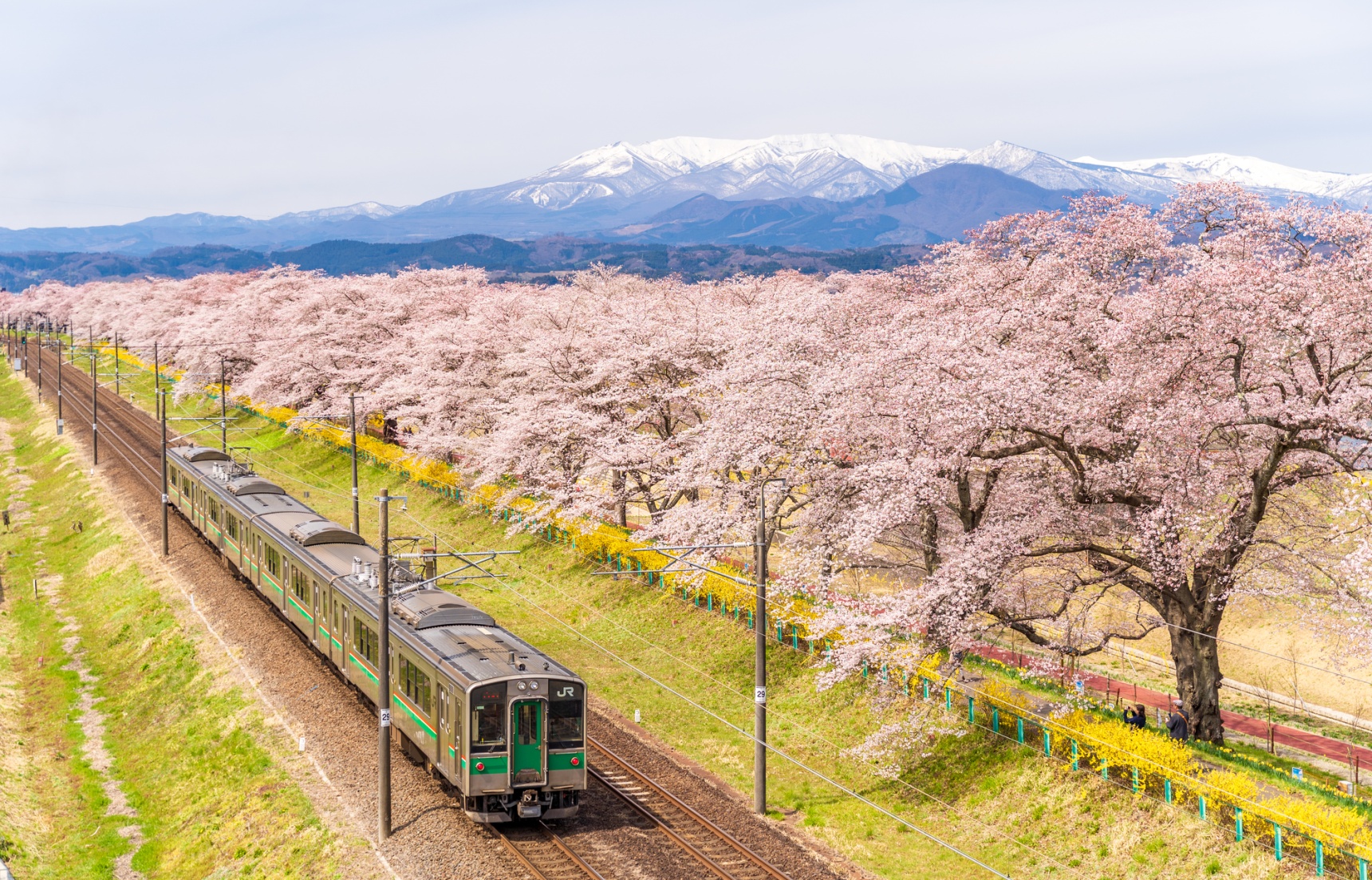 Travel by Train to Superb Sakura Viewing Spots