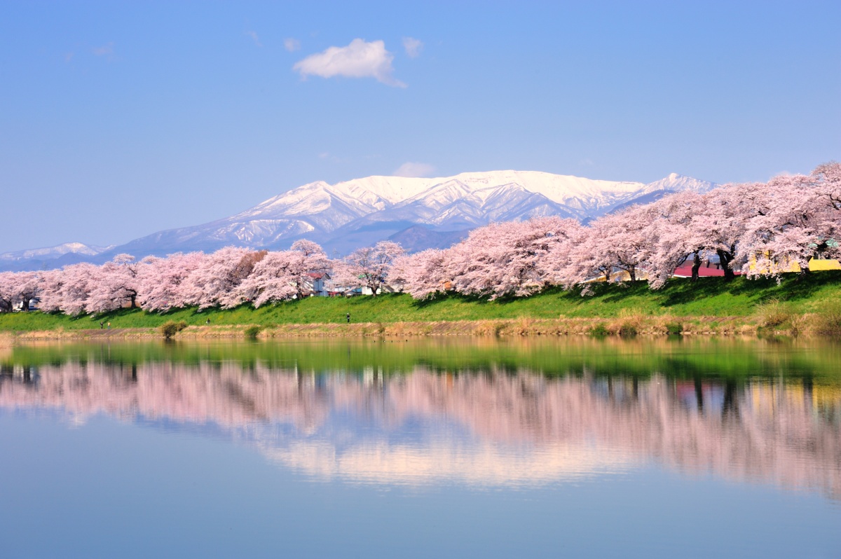 Shiroishi Riverbank: A river runs through a thousand cherry trees